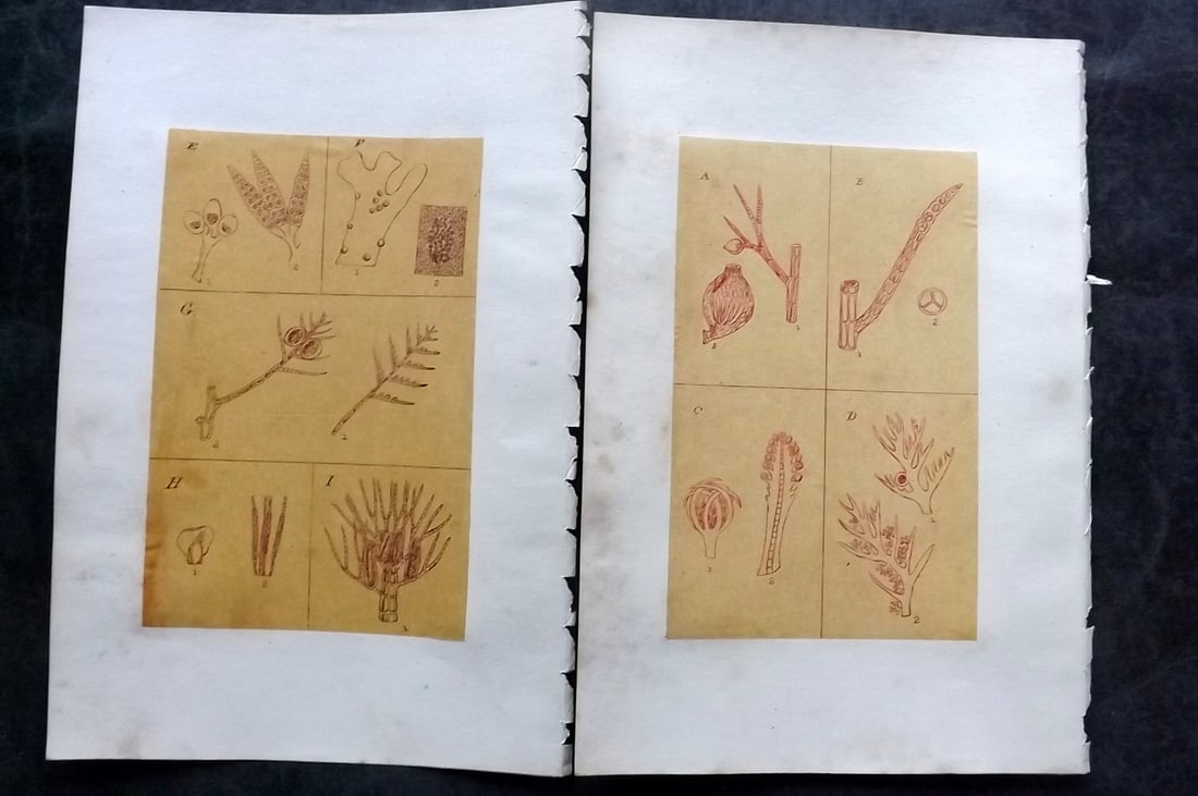 Original Art C1875 Seaweed. Pair of Seaweed Anatomy Studies: Pen, Ink and/or Watercolour Made in C1875, England for a privately created work on British Seaweeds by an unknown but Gifted Artist. On Chine-Colle type paper on heavier Wove. Paper Size: 10.5 x 7 inc