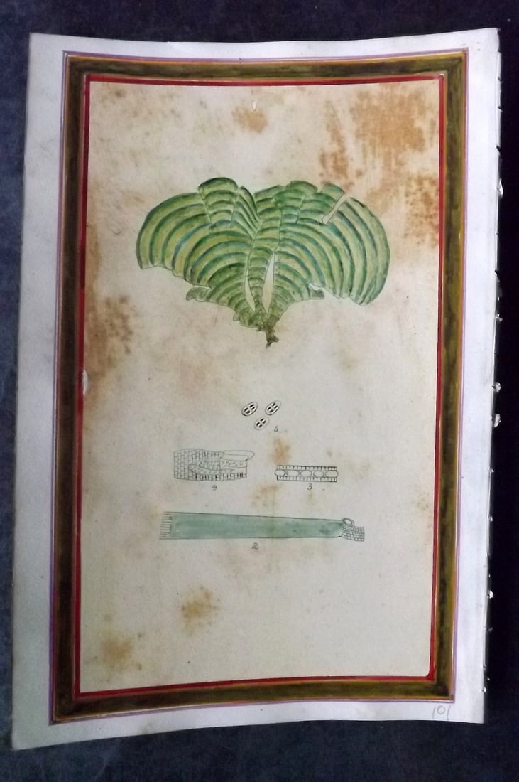 Original Art C1875 Seaweed. Green Seaweed Study (1 of 1)