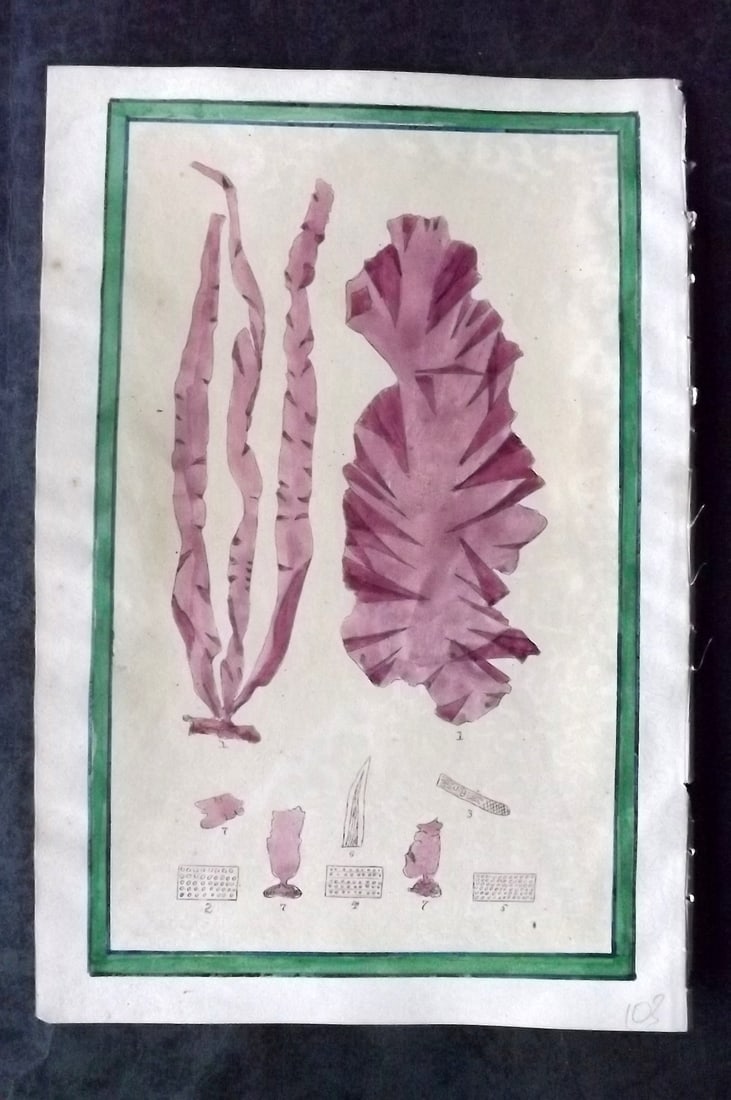 Original Art C1875 Seaweed. Purple Seaweed Study: Pen, Ink and/or Watercolour Made in C1875, England for a privately created work on British Seaweeds by an unknown but Gifted Artist. On Chine-Colle type paper on heavier Wove. Paper Size: 10.5 x 7 inc