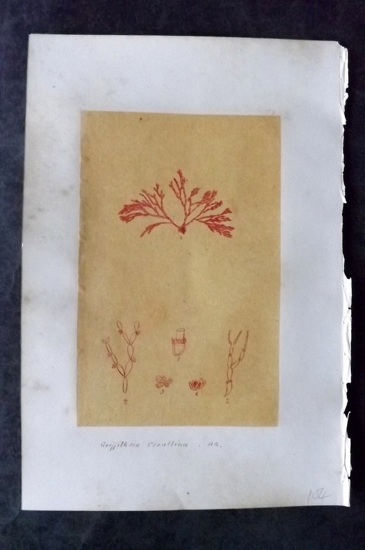 Original Art C1875 Seaweed. Griffithsia Corallina 49: Pen, Ink and/or Watercolour Made in C1875, England for a privately created work on British Seaweeds by an unknown but Gifted Artist. Each drawing with accompanying descriptive manuscript plate, also f