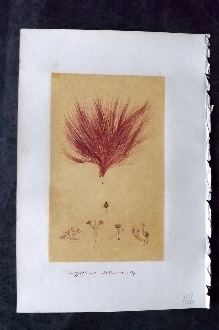Original Art C1875 Seaweed. Griffithsia Setacea 51 (1 of 1)