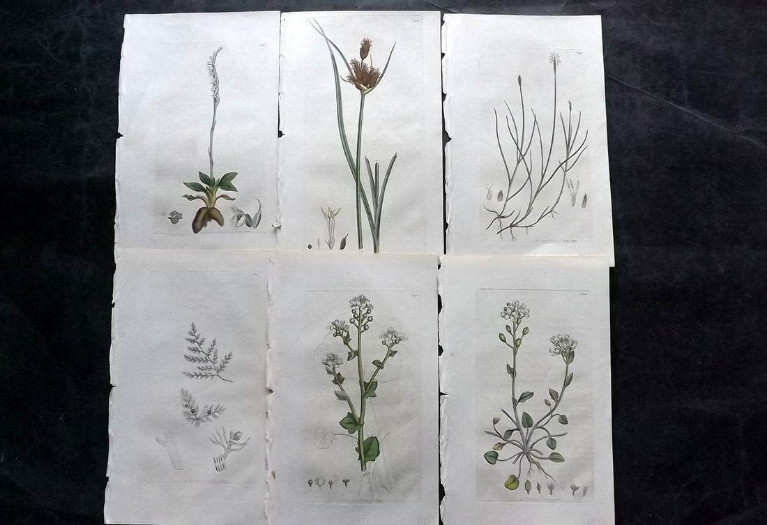 Sowerby, James C1800 Lot of 6 Hand Col Botanical Prints: Hand Colored Copper Plate Published London, 1790-1814 for "English Botany; or, Coloured Figures of British Plants..." First Edition by James Sowerby. With accompanying descriptive text. Paper Size: 9 
