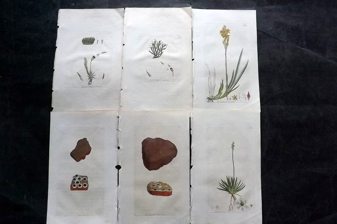 Sowerby, James C1800 Lot of 6 Hand Col Botanical Prints: Hand Colored Copper Plate Published London, 1790-1814 for "English Botany; or, Coloured Figures of British Plants..." First Edition by James Sowerby. With accompanying descriptive text. Paper Size: 9 