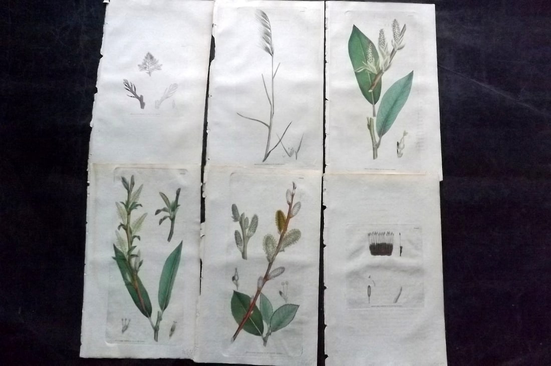Sowerby, James C1800 Lot of 6 Hand Col Botanical Prints: Hand Colored Copper Plate Published London, 1790-1814 for "English Botany; or, Coloured Figures of British Plants..." First Edition by James Sowerby. With accompanying descriptive text. Paper Size: 9 