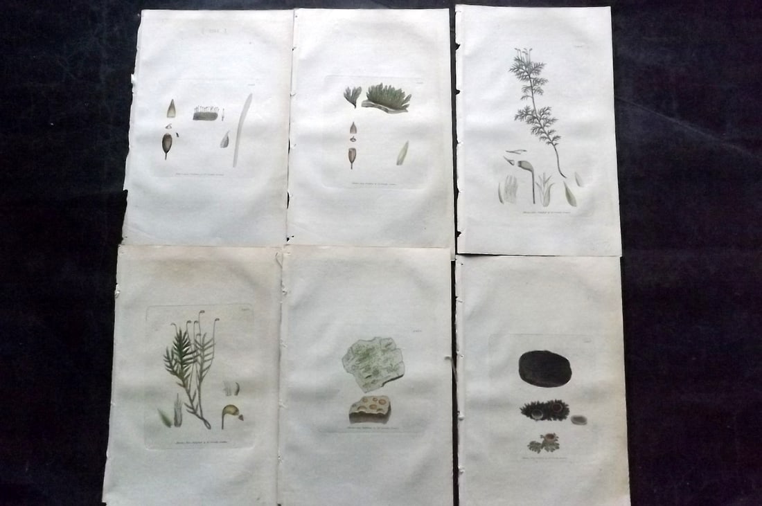 Sowerby, James C1800 Lot of 6 Hand Col Botanical Prints: Hand Colored Copper Plate Published London, 1790-1814 for "English Botany; or, Coloured Figures of British Plants..." First Edition by James Sowerby. With accompanying descriptive text. Paper Size: 9 