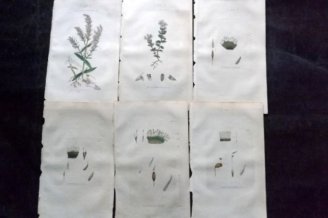 Sowerby, James C1800 Lot of 6 Hand Col Botanical Prints: Hand Colored Copper Plate Published London, 1790-1814 for "English Botany; or, Coloured Figures of British Plants..." First Edition by James Sowerby. With accompanying descriptive text. Paper Size: 9 