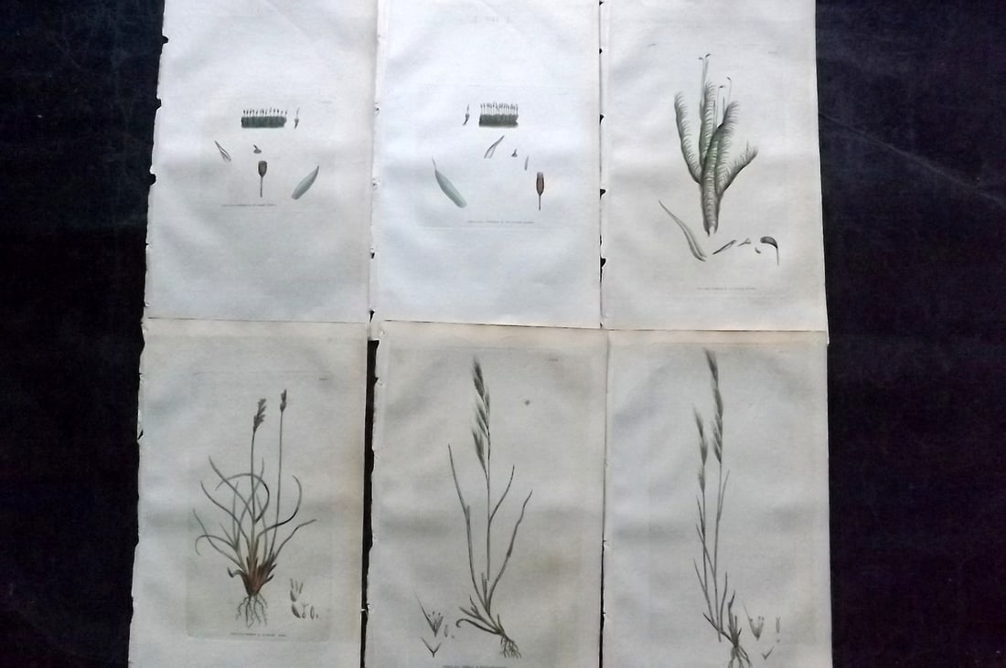 Sowerby, James C1800 Lot of 6 Hand Col Botanical Prints: Hand Colored Copper Plate Published London, 1790-1814 for "English Botany; or, Coloured Figures of British Plants..." First Edition by James Sowerby. With accompanying descriptive text. Paper Size: 9 