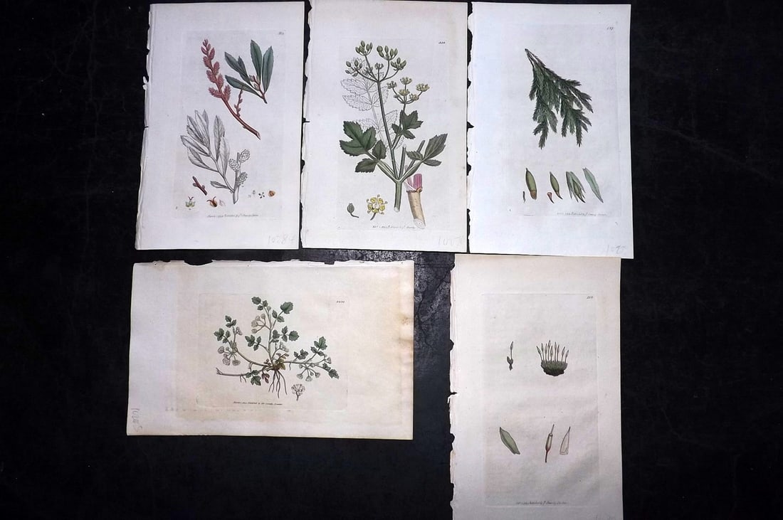 Sowerby, James C1800 Lot of 5 Hand Col Botanical Prints: Hand Colored Copper Plate Published London, 1790-1814 for "English Botany; or, Coloured Figures of British Plants..." First Edition by James Sowerby. With accompanying descriptive text. Paper Size: 9 
