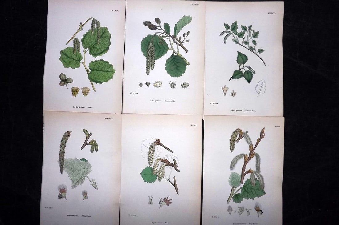 Sowerby, James 1873 Lot of 6 Hand Colored Botanical Prints: Hand Colored Lithographs Published 1863-86, London for "English Botany" by John & James Sowerby. Paper Size: 10 x 6.5 inch (25 x 17cm) Good Condition