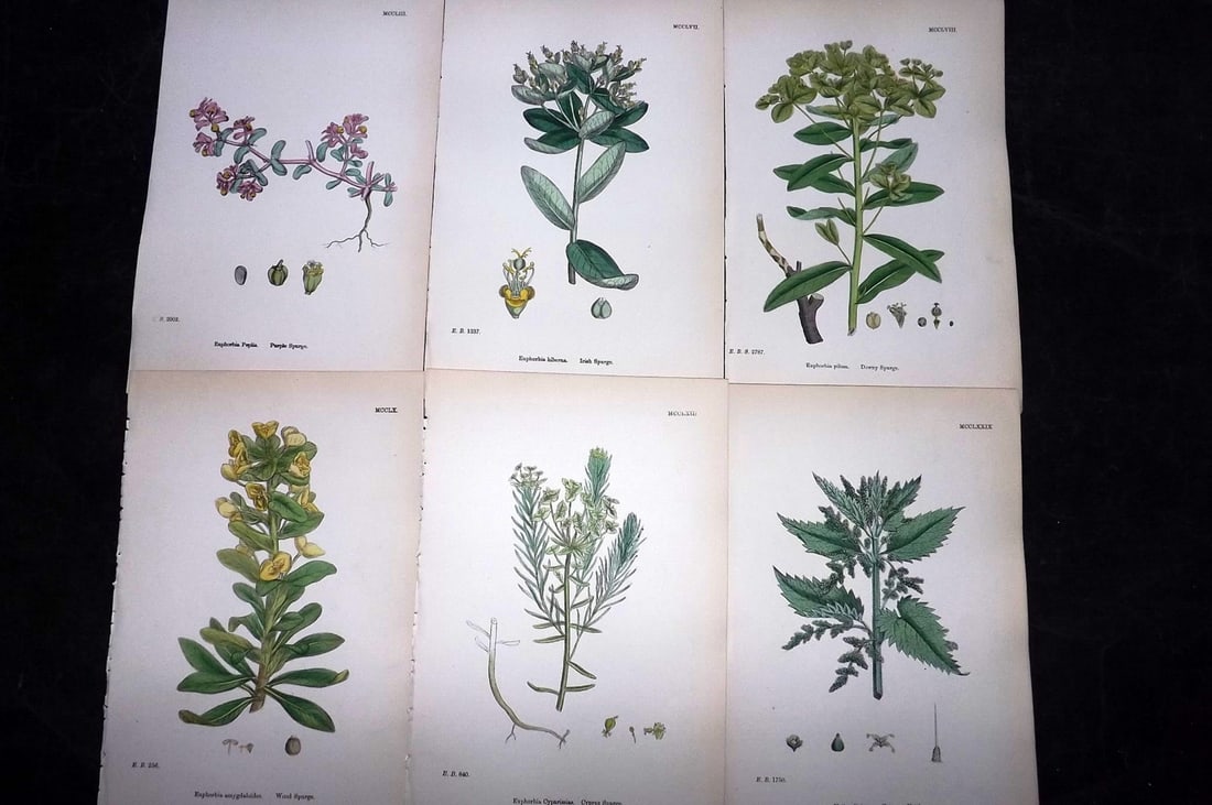 Sowerby, James 1873 Lot of 6 Hand Colored Botanical Prints: Hand Colored Lithographs Published 1863-86, London for "English Botany" by John & James Sowerby. Paper Size: 10 x 6.5 inch (25 x 17cm) Good Condition