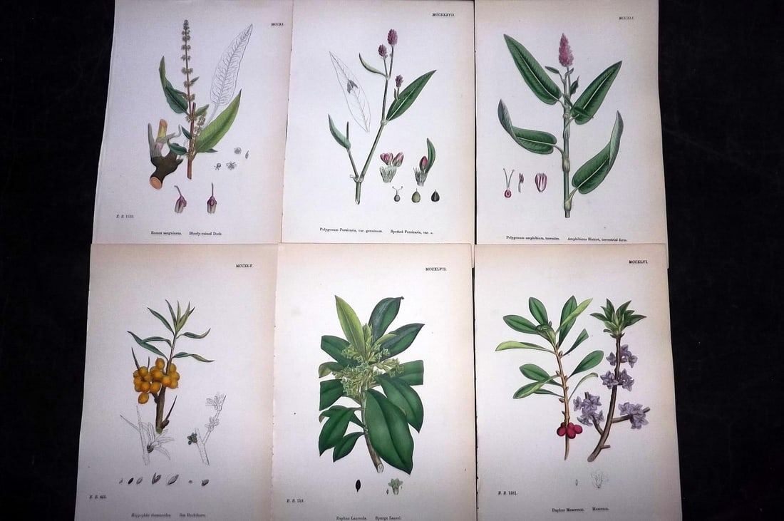 Sowerby, James 1873 Lot of 6 Hand Colored Botanical Prints (1 of 2)
