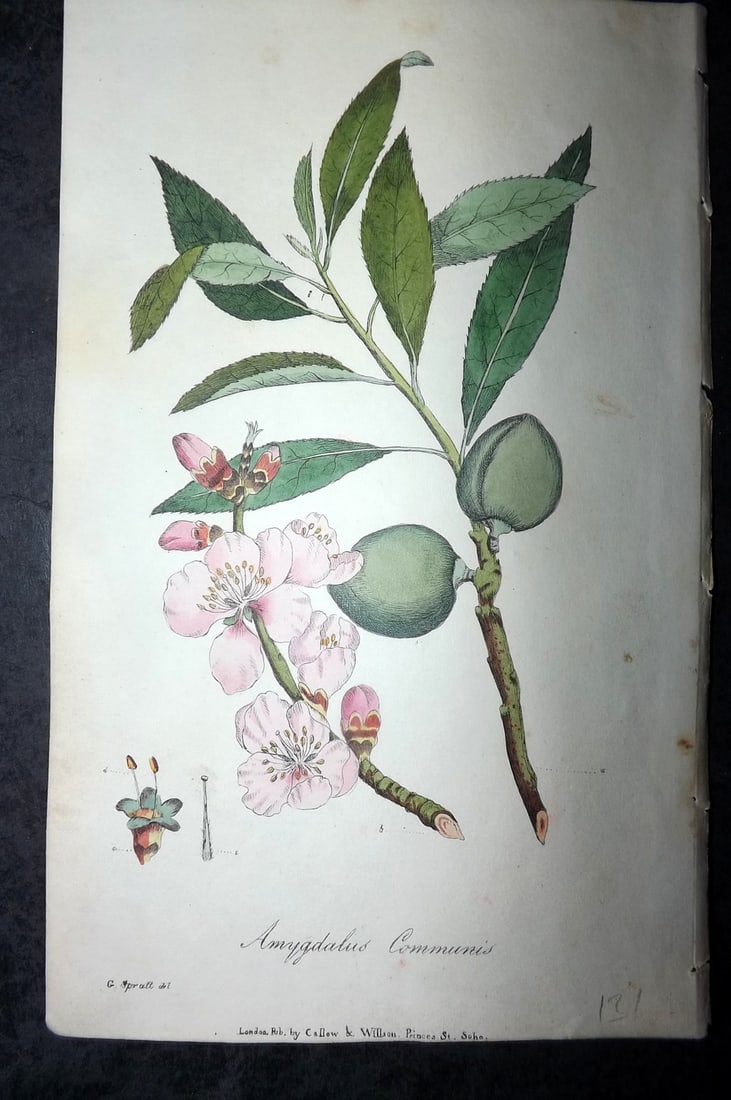 Spratt, George 1829 Hand Col Botanical Print. Almond Tree: Hand Colored Lithograph Published 1829-30, London for "Flora Medica?" by George Spratt. Paper Size: 8 x 5 inch (21 x 13cm) Very minor background toning. Good Condition