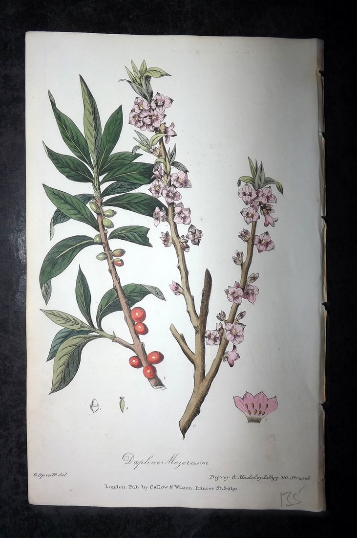 Spratt, George 1829 Hand Col Botanical Print. Mezereon, Spurge Olive: Hand Colored Lithograph Published 1829-30, London for "Flora Medica?" by George Spratt. Paper Size: 8 x 5 inch (21 x 13cm) Good Condition