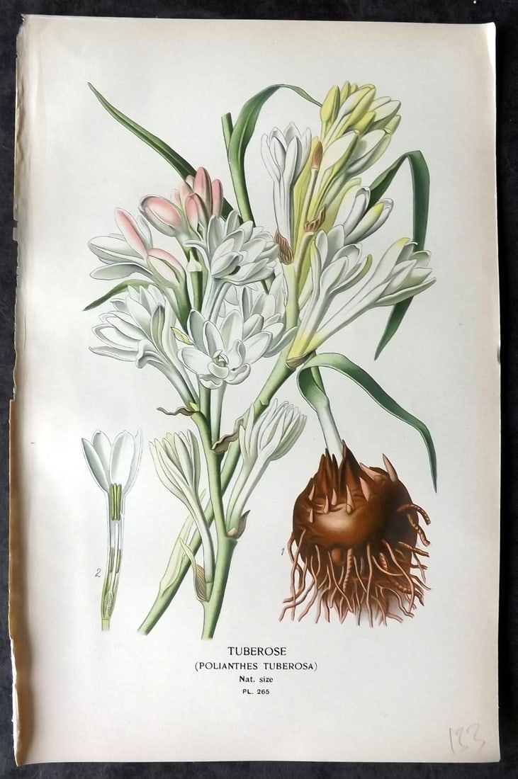 Step, Edward 1897 Antique Botanical Print. Tuberose 265: Chromolithograph Published 1896-97 by Frederick Warne & Co., London for "Favourite Flowers of Garden and Greenhouse" by Edward Step and William Watson. Paper Size: 9 x 6 inch (23 x 15cm) Good Conditio