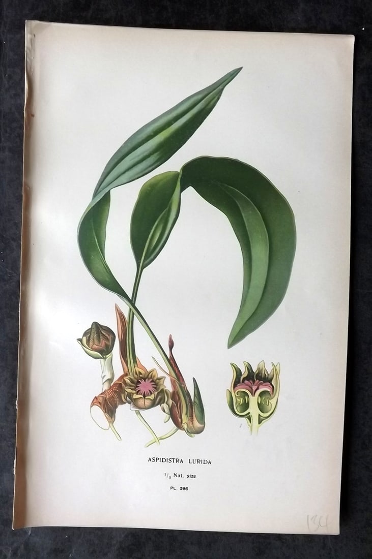 Step, Edward 1897 Antique Botanical Print. Aspidistra Lurida 266: Chromolithograph Published 1896-97 by Frederick Warne & Co., London for "Favourite Flowers of Garden and Greenhouse" by Edward Step and William Watson. Paper Size: 9 x 6 inch (23 x 15cm) Good Conditio