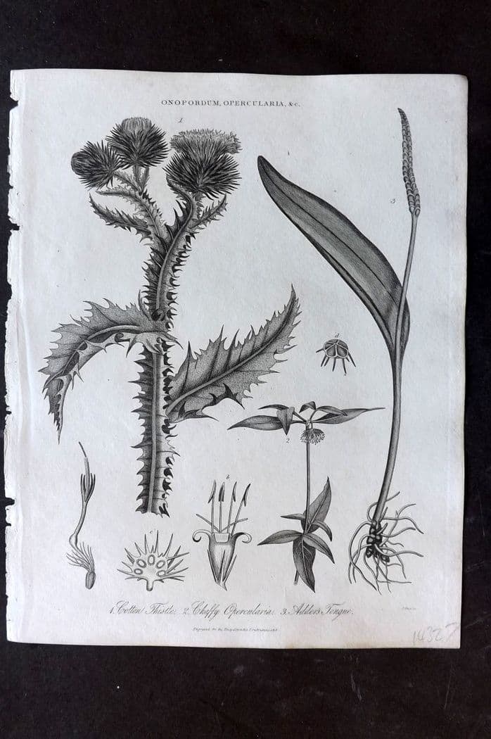 Wilkes, John 1819 Antique Botanical Print. Cotton Thistle, Chaffy Opercularia, Adders Tongue: Antique Copper Plate Published 1796-1828 London for "Encyclopaedia Londinensis, or universal dictionary of arts, sciences and literature" by John Wilkes et al. Paper Size: 10 x 8 inch (26 x 20cm) Good