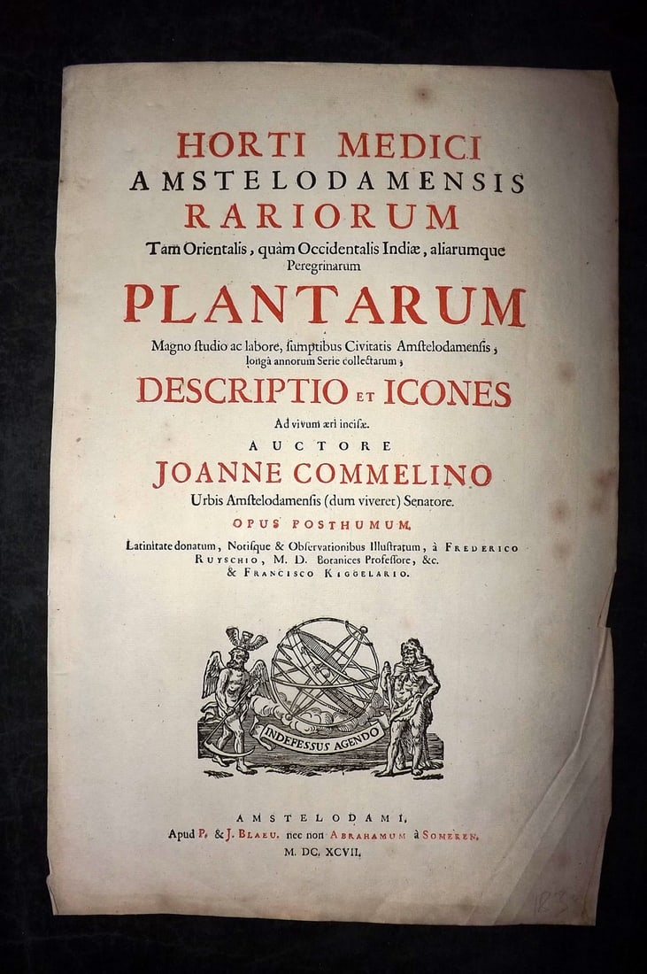 Commelin, Jan & Caspar 1697 Folio Woodcut Botany Title Page. Horti medici: Woodcut Title Page Published 1697-1701, Amsterdam for "Horti medici amstelodamensis rariorum tam Orientalis?" by Jan & Caspar Commelin. Rare. Paper Size: 15.5 x 10 inch (39 x 26cm) Good Condition