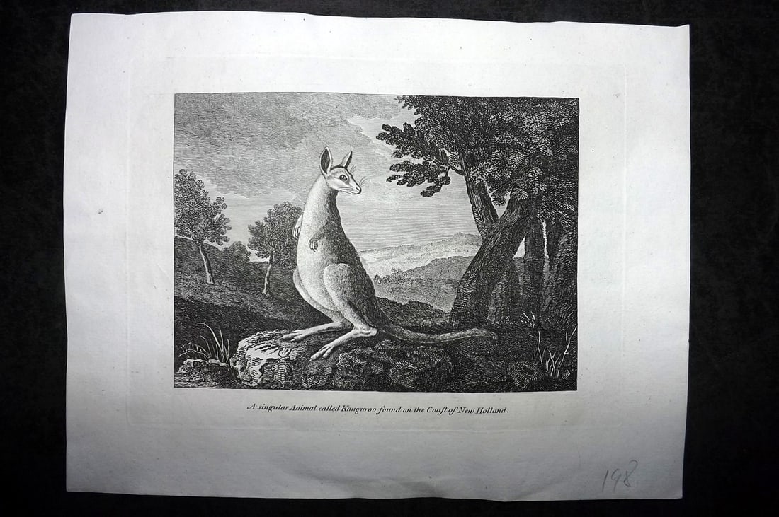 Cooke, George 1801 Antique Print. Kangaroo, New Holland Australia. After Stubbs (1 of 1)