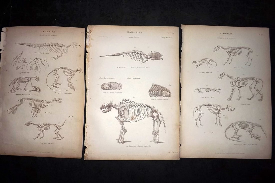 Richardson, John 1862 Lot of 3 Skeleton Anatomy Prints. Mastodon etc: Steel Engraving/Etching Published 1859-62 by William Mackenzie, Edinburgh & London for "The Museum of Natural History" by John Richardson. Paper Size: 10.5 x 7 inch (27 x 18cm) Good Condition