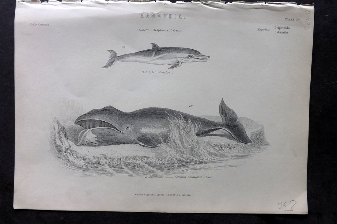 Richardson, John 1862 Antique Print. Greenland Whale, Dolphin: Steel Engraving/Etching Published 1859-62 by William Mackenzie, Edinburgh & London for "The Museum of Natural History" by John Richardson. Paper Size: 10.5 x 7 inch (27 x 18cm) Good Condition