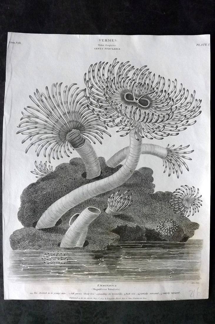 Rees, Abraham 1820 Antique Print. Magnificent Tubularia. Sea Life (1 of 1)