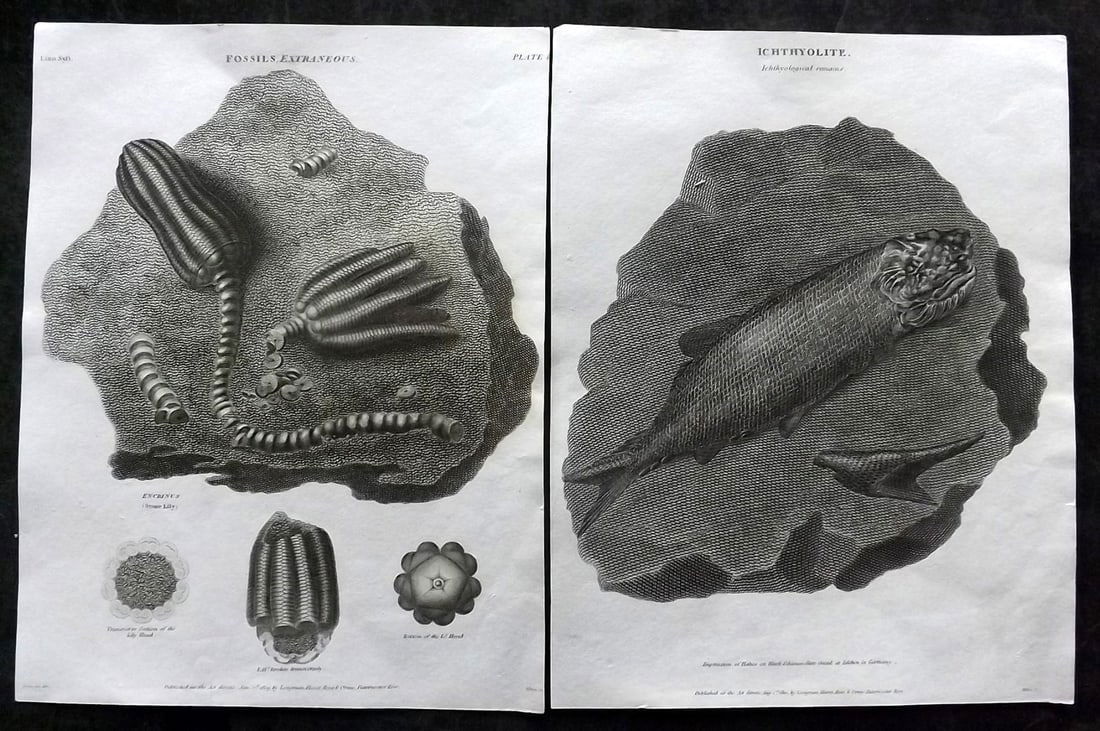 Rees, Abraham 1820 Pair of Fossil Prints. Fish & Stone Lily: Antique Copper Plate Published 1802-20 by Longman, Hurst, Rees & Orme for "The Cyclop?dia: or, Universal dictionary of arts, sciences, and literature" By Abraham Rees. Paper Size: 10.5 x 8 inch (27 x