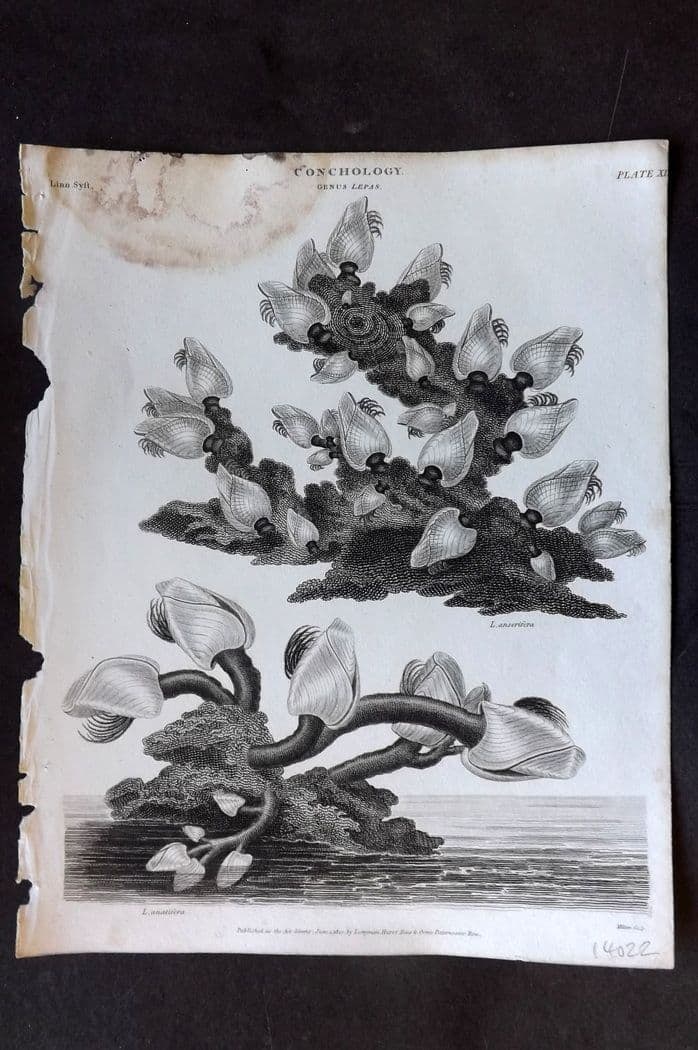 Rees, Abraham 1820 Antique Print. Conchology Shells - Lepas 12 (1 of 1)