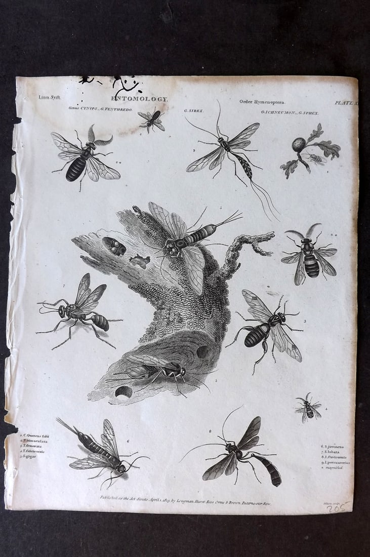 Rees, Abraham 1820 Antique Print. Entomology 11 Insects Hymenoptera: Copper Plate Published 1802-20 by Longman, Hurst, Rees & Orme for "The Cycloaedia: or, Universal dictionary of arts, sciences, and literature" By Abraham Rees. Paper Size: 10.5 x 8.5 inch (27 x 22cm) 