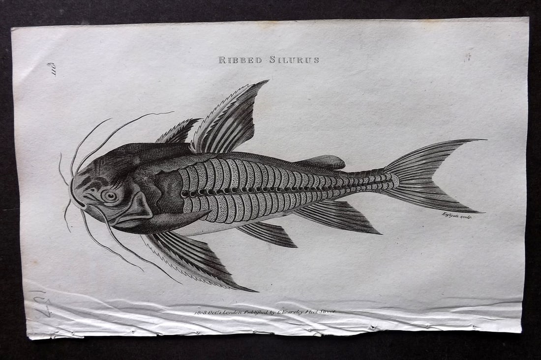 Shaw, George 1809 Antique Print. Ribbed Silurus 110: Copper Plate Published 1809 by G.Kearsley, London for "Zoological Lectures..." by George Shaw. Paper Size: 8 x 5 inch (21 x 13cm) Good Condition