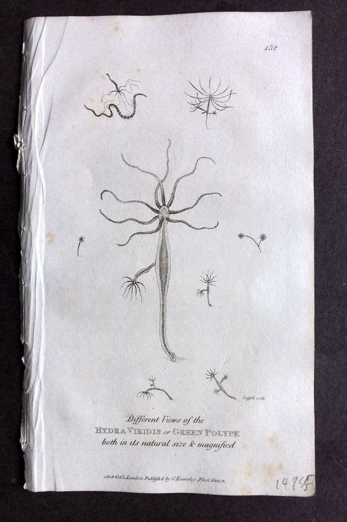 Shaw, George 1809 Antique Print. Hydra Virdis or Green Polype 152: Copper Plate Published 1809 by G.Kearsley, London for "Zoological Lectures..." by George Shaw. Paper Size: 8 x 5 inch (21 x 13cm) Very minor toning. Good Condition