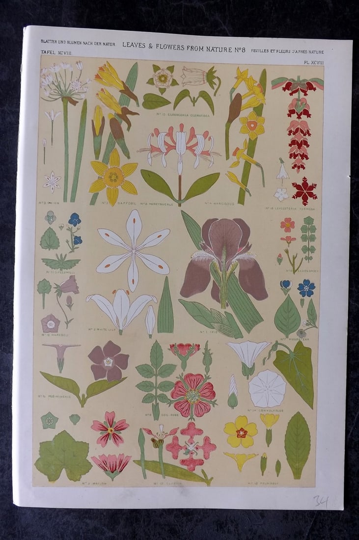 Jones, Owen 1910 Folio Botanical Design Print. Leaves & Flowers from Nature No. 8: Chromolithograph Published 1910 by Bernard Quaritch, London for "The Grammar of Ornament" by Owen Jones. Paper Size: 13 x 9 inch (33 x 23cm) Good Condition
