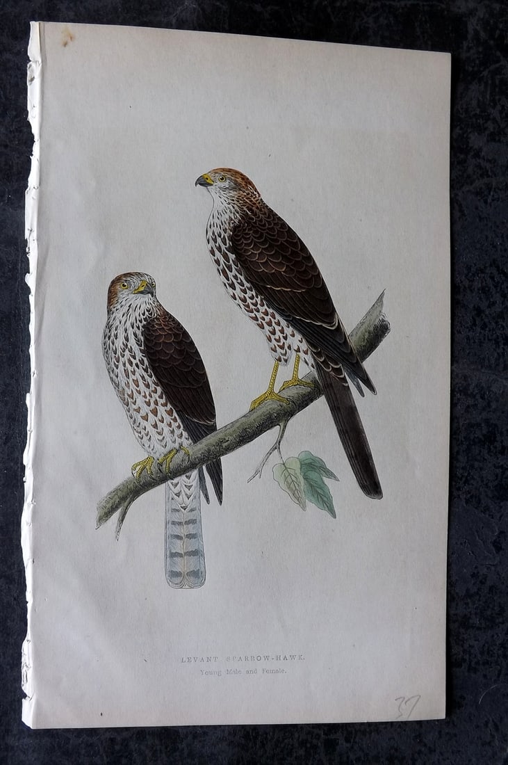 Bree, Charles 1859 Hand Col Bird of Prey Print. Levant Sparrow Hawk: Woodblock Published 1859-62, London for "A History of the Birds of Europe, Not Observed in the British Isles" by Charles Robert Bree. Printed in colours and finished by hand. Paper Size: 9.5 x 6 inch 