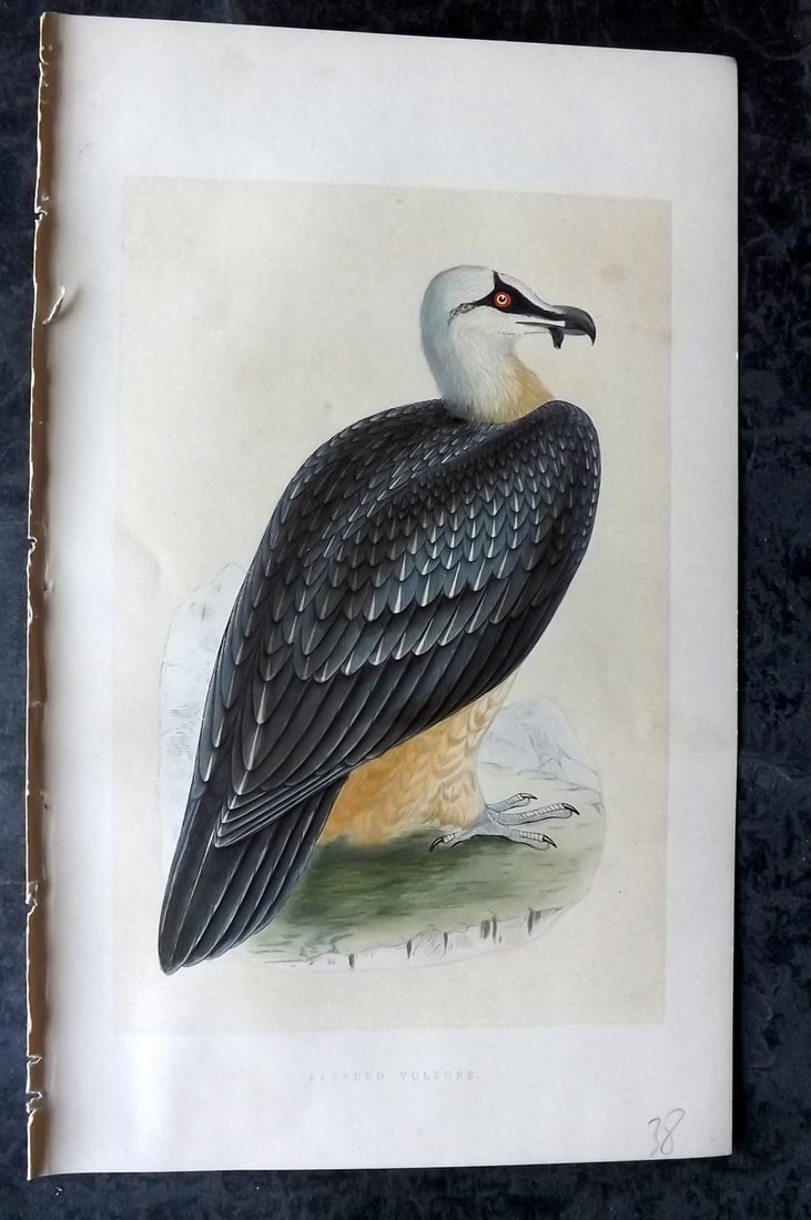 Bree, Charles 1859 Hand Col Bird of Prey Print. Bearded Vulture: Woodblock Published 1859-62, London for "A History of the Birds of Europe, Not Observed in the British Isles" by Charles Robert Bree. Printed in colours and finished by hand. Paper Size: 9.5 x 6 inch 