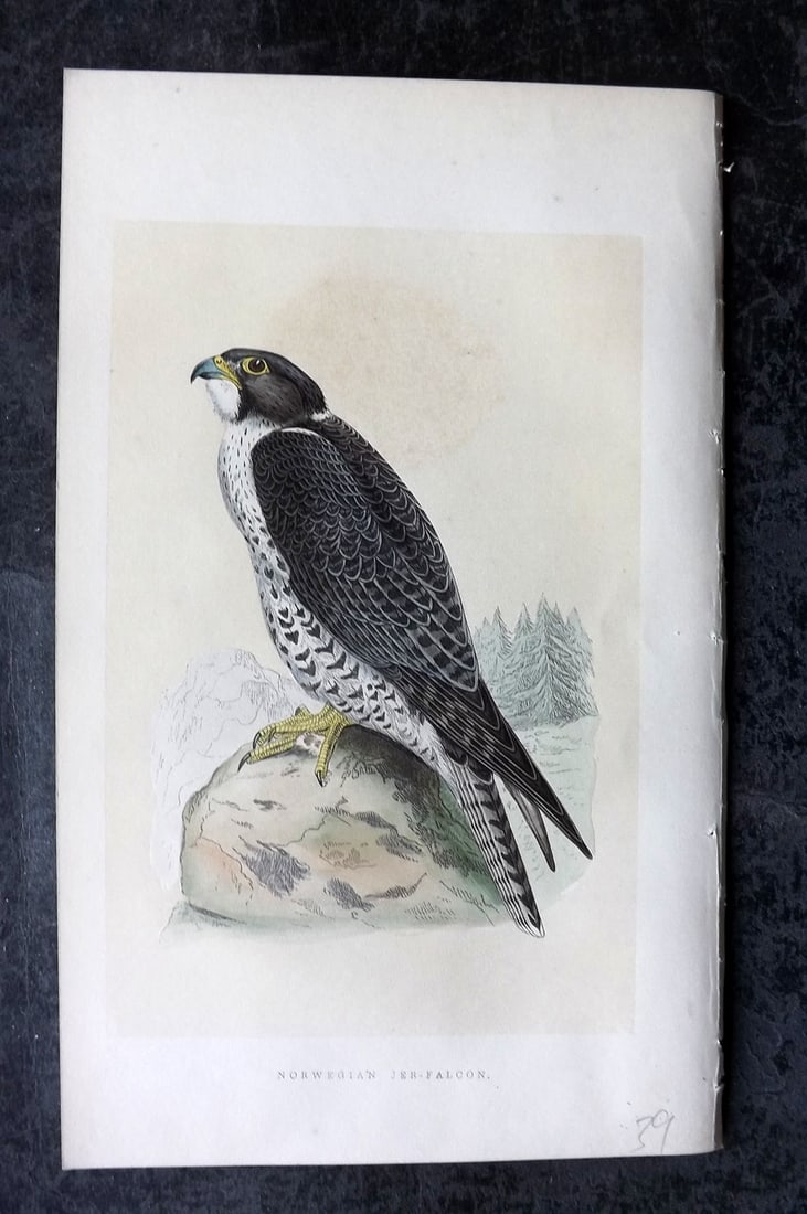 Bree, Charles 1859 Hand Col Bird of Prey Print. Norwegian Jer-Falcon: Woodblock Published 1859-62, London for "A History of the Birds of Europe, Not Observed in the British Isles" by Charles Robert Bree. Printed in colours and finished by hand. Paper Size: 9.5 x 6 inch 