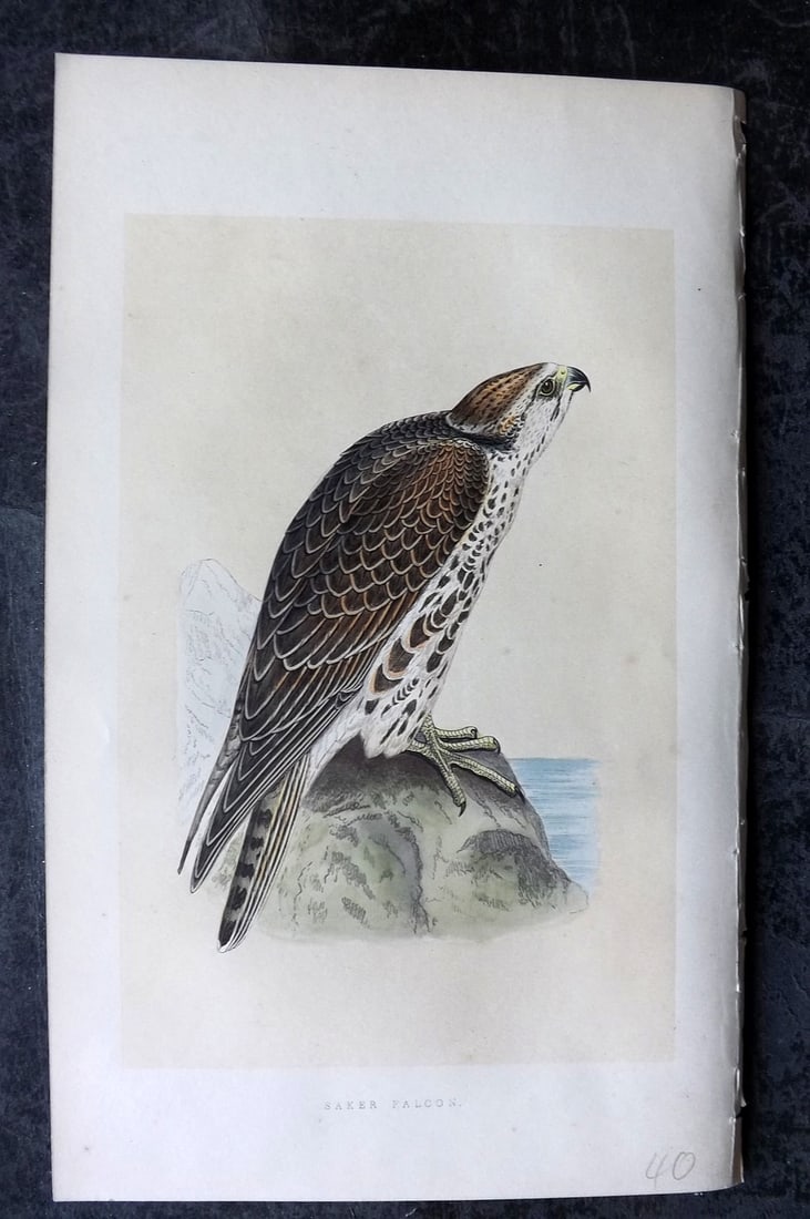 Bree, Charles 1859 Hand Col Bird of Prey Print. Saker Falcon: Woodblock Published 1859-62, London for "A History of the Birds of Europe, Not Observed in the British Isles" by Charles Robert Bree. Printed in colours and finished by hand. Paper Size: 9.5 x 6 inch 