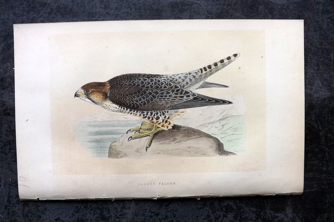 Bree, Charles 1859 Hand Col Bird of Prey Print. Lanner Falcon: Woodblock Published 1859-62, London for "A History of the Birds of Europe, Not Observed in the British Isles" by Charles Robert Bree. Printed in colours and finished by hand. Paper Size: 9.5 x 6 inch 