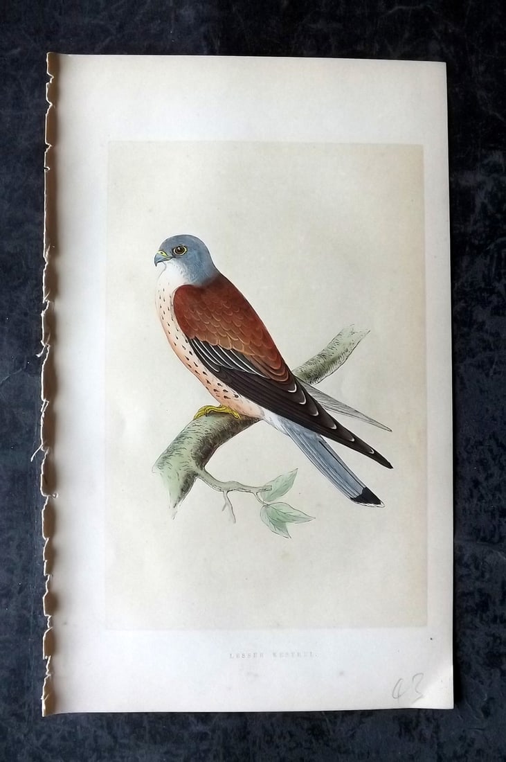 Bree, Charles 1859 Hand Col Bird of Prey Print. Lesser Kestrel: Woodblock Published 1859-62, London for "A History of the Birds of Europe, Not Observed in the British Isles" by Charles Robert Bree. Printed in colours and finished by hand. Paper Size: 9.5 x 6 inch 