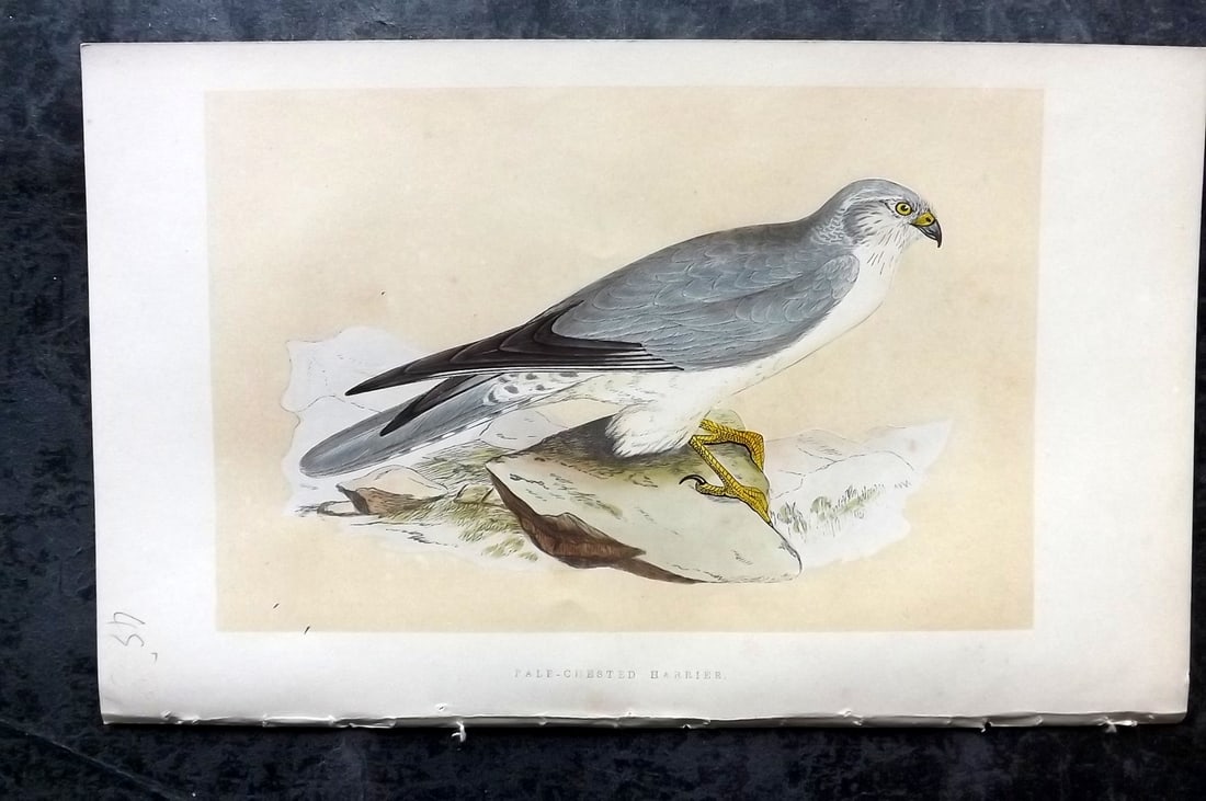 Bree, Charles 1859 Hand Col Bird of Prey Print. Pale-Crested Harrier: Woodblock Published 1859-62, London for "A History of the Birds of Europe, Not Observed in the British Isles" by Charles Robert Bree. Printed in colours and finished by hand. Paper Size: 9.5 x 6 inch 