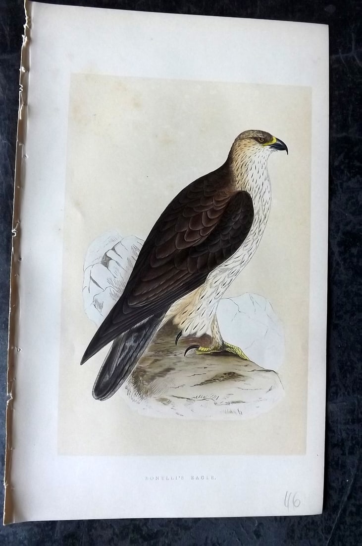 Bree, Charles 1859 Hand Col Bird of Prey Print. Bonelli's Eagle: Woodblock Published 1859-62, London for "A History of the Birds of Europe, Not Observed in the British Isles" by Charles Robert Bree. Printed in colours and finished by hand. Paper Size: 9.5 x 6 inch 
