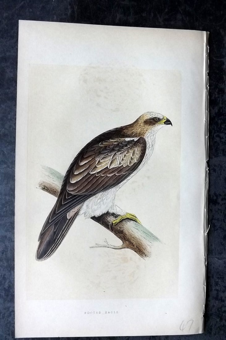 Bree, Charles 1859 Hand Col Bird of Prey Print. Booted Eagle: Woodblock Published 1859-62, London for "A History of the Birds of Europe, Not Observed in the British Isles" by Charles Robert Bree. Printed in colours and finished by hand. Paper Size: 9.5 x 6 inch 