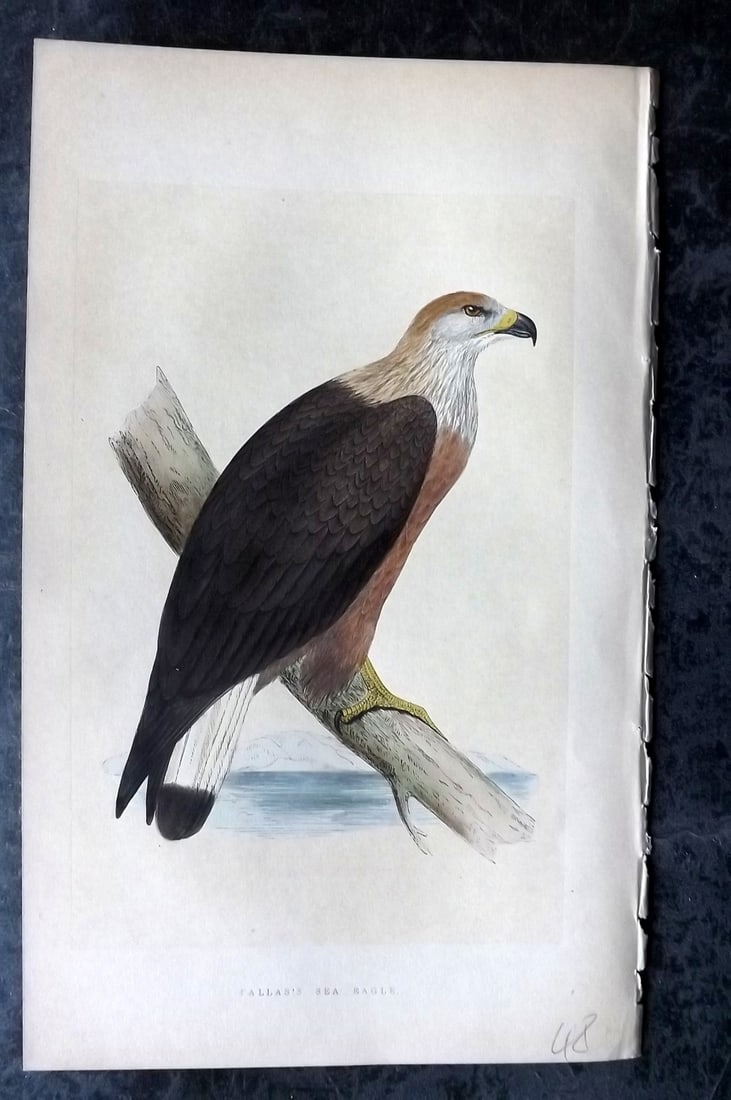Bree, Charles 1859 Hand Col Bird of Prey Print. Pallas's Sea Eagle: Woodblock Published 1859-62, London for "A History of the Birds of Europe, Not Observed in the British Isles" by Charles Robert Bree. Printed in colours and finished by hand. Paper Size: 9.5 x 6 inch 