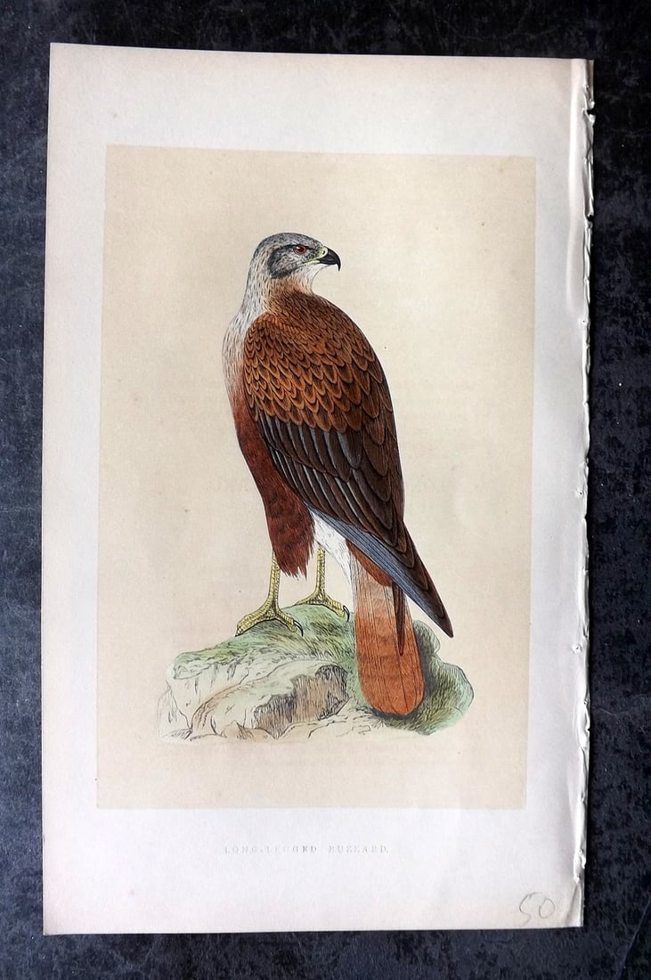 Bree, Charles 1859 Hand Col Bird of Prey Print. Long-Legged Buzzard: Woodblock Published 1859-62, London for "A History of the Birds of Europe, Not Observed in the British Isles" by Charles Robert Bree. Printed in colours and finished by hand. Paper Size: 9.5 x 6 inch 