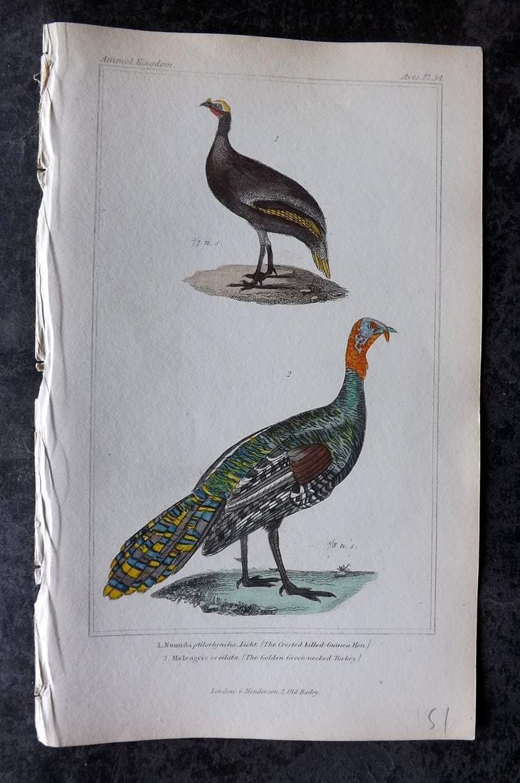 Cuvier, Baron, Baron 1837 HCol Bird Print. Crested Billed Guinea Hen, Green Necked Turkey 54 (1 of 1)