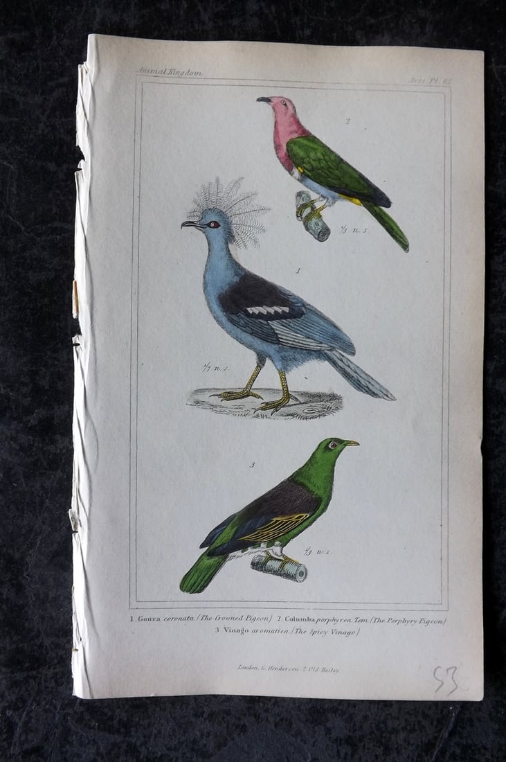 Cuvier, Baron 1837 Hand Col Bird Print. Crowned & Phorpyry Pigeon, Spicy Vinago 61: Hand Colored Etchings/Engraving Published 1834-37, London for "The Animal Kingdom" by the Baron Georges Cuvier. Paper Size: 8 x 5 inch (21 x 13cm) Good Condition