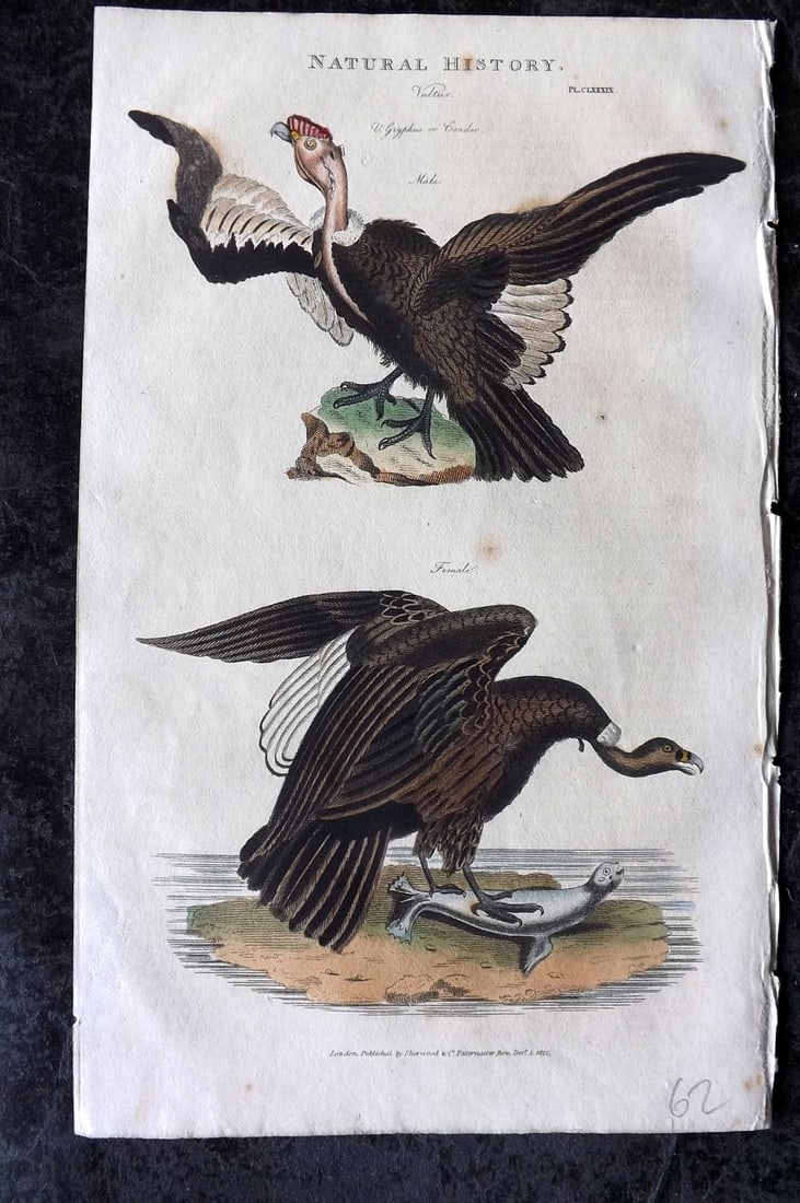 Good, John 1813 Hand Col Bird Print. Condor: Hand Colored Copper Plate Published 1806-13, London for "Pantologia: A New Cyclopaedia, Comprehending a Complete Series of Essays" by John Mason Good et al. Paper Size: 9.5 x 6 inch (24 x 15cm) Good C