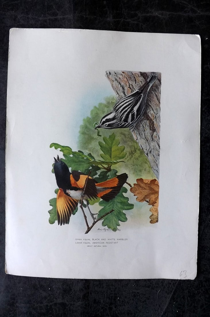 Ridgway & Fuertes 1902 Folio Bird Print. Black & White Warbler, American Redstart (1 of 1)