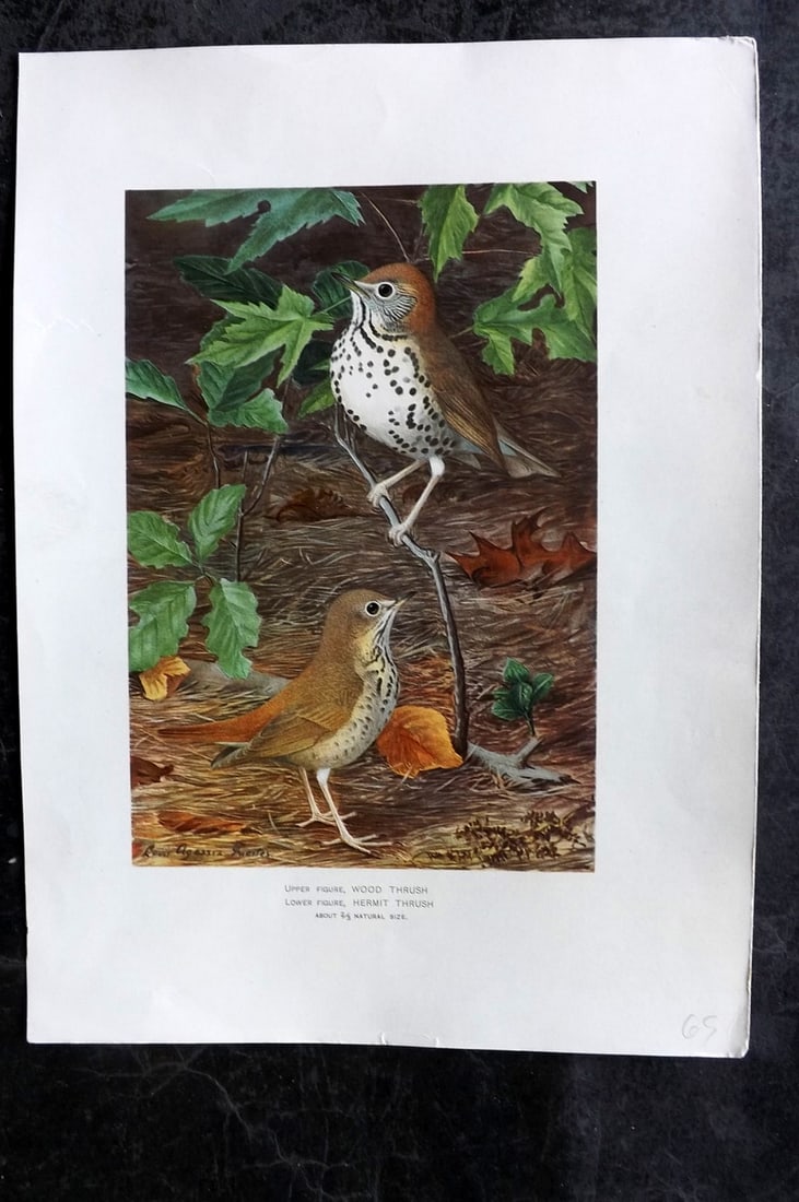 Ridgway & Fuertes 1902 Folio Bird Print. Wood Thrush, Hermit Thrush (1 of 1)