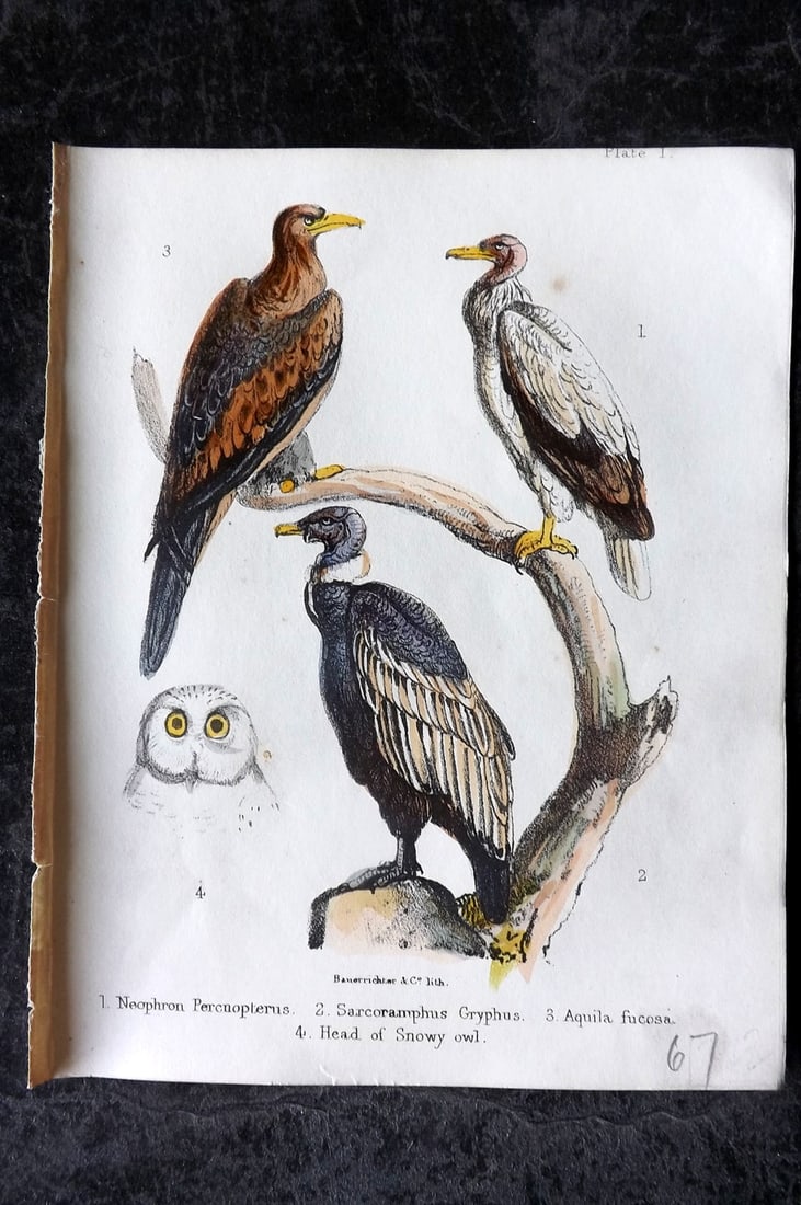 White, Adam 1865 HC Bird Print. Neophron Percnopterus, Sarcoramphus Gryphus, Aquila, Snowy Owl 01 (1 of 1)