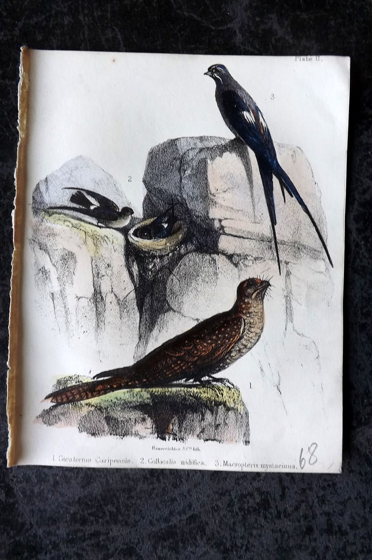 White, Adam 1865 HC Bird Print. Steatornis Caripensis, Collocalia nidifica, Macropteryx 02 (1 of 1)