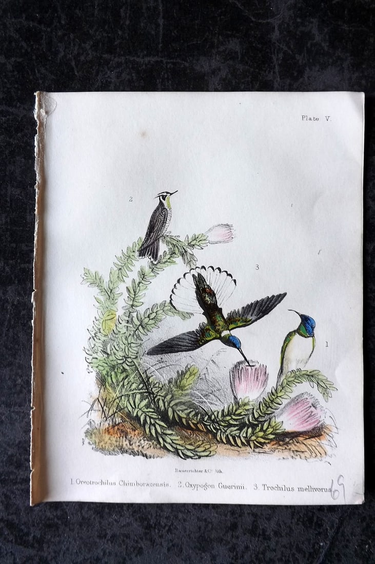 White, Adam 1865 HC Bird Print. Oreotrochilus, Oxypogon Guerinii, TrochilusHummingbird 05 (1 of 1)